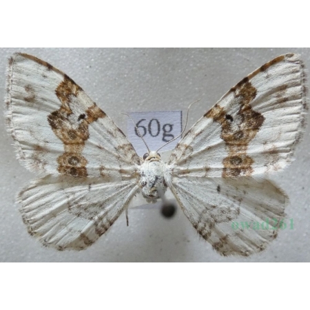 Xanthorhoe montanata (Denis & Schiffermüller, 1775) Paśnik nagórek Czech60g